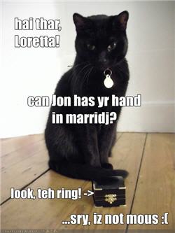 Picture of Lolcat proposing marriage